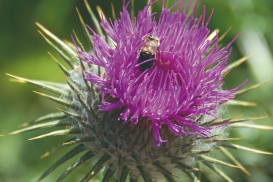 Integrative Lebermedizin: Mariendistel und moderne Strategien bei NAFLD