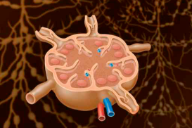 Naturheilkundliche Therapieoptionen bei Erkrankungen des Lymphsystems (12.07.2023)